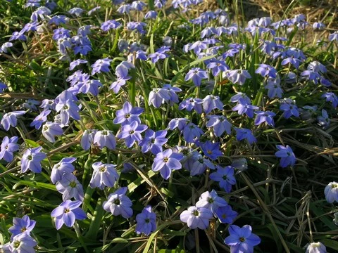 Ipheion pelegrinans ‘Rolf Fiedler’
