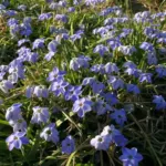 Ipheion pelegrinans &lsquo;Rolf Fiedler&rsquo;