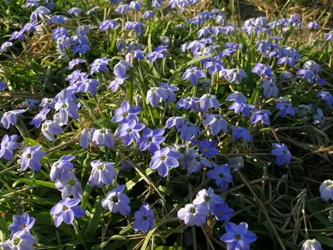 Ipheion pelegrinans &lsquo;Rolf Fiedler&rsquo;