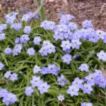 Ipheion pelegrinans &lsquo;Rolf Fiedler&rsquo; — triteleia