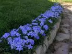 Ipheion pelegrinans &lsquo;Rolf Fiedler&rsquo; — pedonculata