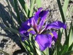 Iris unguicularis Mary Barnard (foncé, violet)