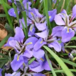 Iris unguicularis Mary Barnard (foncé, violet) — photo 2