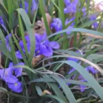Iris unguicularis Mary Barnard (foncé, violet) — photo 3