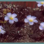 Oxalis flava Rose