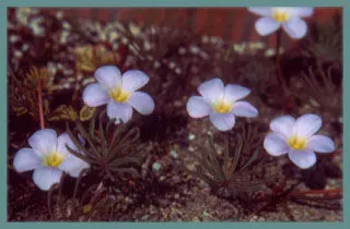 Oxalis flava Rose