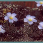 Oxalis flava Rose
