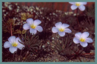 Oxalis flava Rose