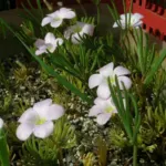 Oxalis flava Rose — oxalis