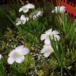 Oxalis flava Rose — photo 2