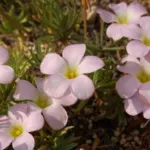Oxalis flava Rose — flava