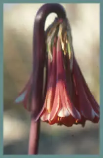 Cyrtanthus falcatus