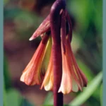 Cyrtanthus falcatus — fire lily