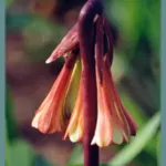 Cyrtanthus falcatus — fire lily