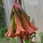 Cyrtanthus falcatus — Cyrtanthus