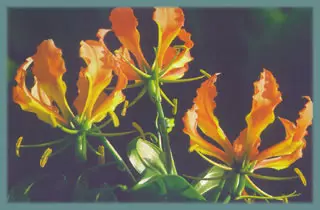 Gloriosa superba