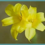 Chlidanthus fragrans