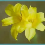 Chlidanthus fragrans