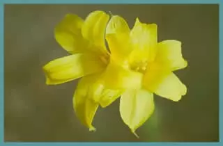 Chlidanthus fragrans