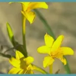 Chlidanthus fragrans — Chlidanthus