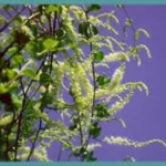 Anredera cordifolia