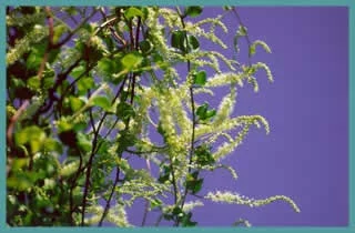 Anredera cordifolia