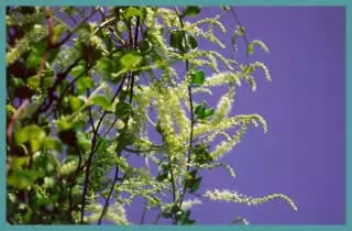 Anredera cordifolia