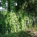 Anredera cordifolia — Boussingaultia