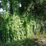 Anredera cordifolia — Boussingaultia