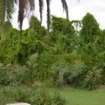 Anredera cordifolia — Madeira