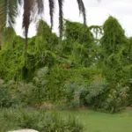 Anredera cordifolia — Madeira