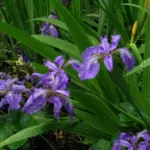 Iris tectorum