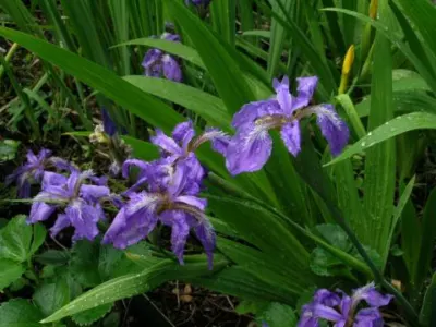 Iris tectorum