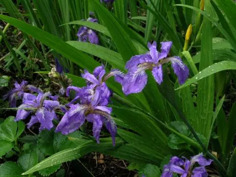 Iris tectorum