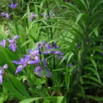 Iris tectorum — roof