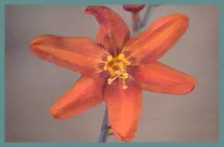 Crocosmia crocosmiiflora Babylon
