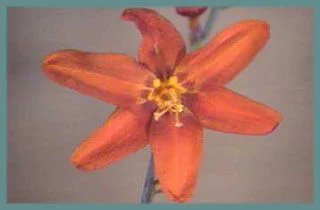 Crocosmia crocosmiiflora Babylon