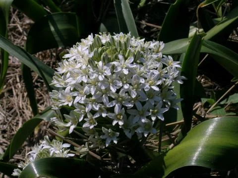 Scilla peruviana alba