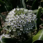 Scilla peruviana alba
