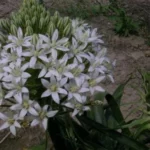 Scilla peruviana alba — Scille