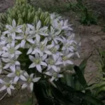 Scilla peruviana alba — Scille