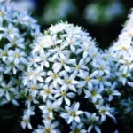 Scilla peruviana alba — Scilla