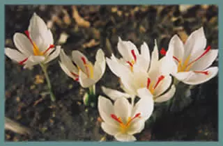 Crocus hadriatus