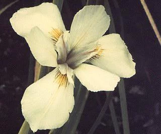 Moraea alticola