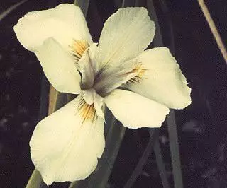 Moraea alticola