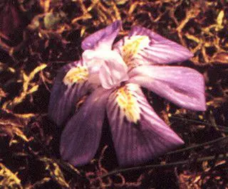 Moraea tortilis