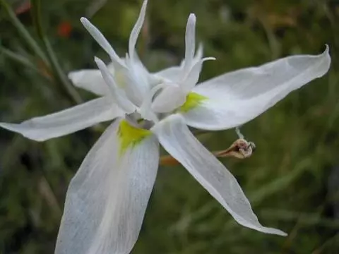 Moraea serpentina