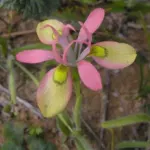 Moraea papilionacea