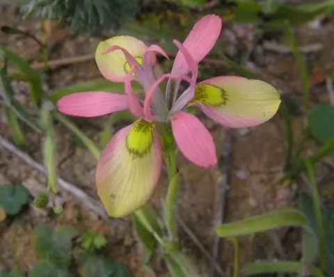 Moraea papilionacea
