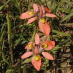 Moraea papilionacea — Moraea